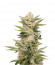 Sapphire Scout fem (Humboldt Seeds) семена конопли