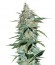 Amnesia Ryder Auto fem (World of Seeds) семена конопли