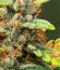 Also Know 47 Autoflower fem (Seedkeepers) семена конопли