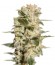 Belladonna fem (Paradise Seeds) семена конопли
