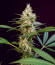 Black Muffin F1 Fast Version fem (Sweet Seeds) семена конопли