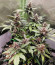 Purple Mazar Auto (Kalashnikov Seeds) семена конопли