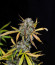Auto Anubis fem (Pyramid Seeds) семена конопли