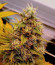 Black Muffin F1 Fast Version fem (Sweet Seeds) семена конопли