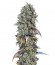 Chocolate Cream fem (00 Seeds) семена конопли