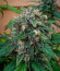 Jet Fuel Mandarine XL Auto fem (Sweet Seeds) семена конопли