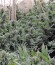 Sour Diesel #2 fem (Humboldt Seeds) семена конопли