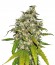 AK-48 Automatic fem (Nirvana Seeds) семена конопли