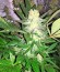Critical + fem (Dinafem Seeds) семена конопли