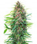 Fast N' Glorious reg семена конопли