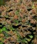 Blackberry auto fem (FastBuds) семена конопли