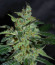 Bruce Banner #3 fem (Original Sensible Seeds) семена конопли