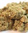 Cannatonic fem (Resin Seeds) семена конопли