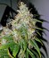 Mohan Ram Auto fem (Sweet Seeds) семена конопли