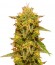 Royal Domina fem (Royal Queen Seeds) семена конопли