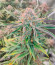 Pulp Friction fem (Green House Seeds) семена конопли