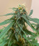 AFS Princess fem (AlphaFem Seeds) семена конопли