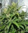 CBD Auto 1:1 auto fem (FastBuds Seeds) семена конопли