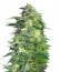 Killer Kush Auto fem (Sweet Seeds) семена конопли