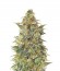 Vision Jack Auto Fem (Vision Seeds) семена конопли