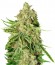 LA Ultra fem (Resin Seeds) семена конопли
