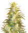 Satori x Mountain Gold regular (Mandala Seeds) семена конопли
