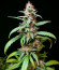 HighCloudZ fem (Green House Seeds) семена конопли