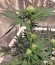 AK 48 reg (Nirvana Seeds) семена конопли