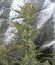 Blackberry auto fem (FastBuds) семена конопли