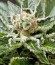 Shark Attack fem (Dinafem Seeds) семена конопли