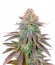 Cookies Purple Punch fem (Medical Seeds) семена конопли