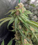 Delicious Cookies fem (Delicious Seeds) семена конопли