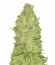 Misty Kush reg семена конопли