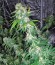Original Amnesia fem (Dinafem Seeds) семена конопли