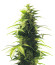 Indica Mix fem (Herbies Seeds) микс семян конопли