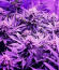 Candy Kush Fast Version fem (Easy Grow Seeds) семена конопли