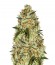 Cheese fem (Vision Seeds) семена конопли
