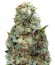 Grand Heft Auto fem (Dr. Krippling Seeds) семена конопли
