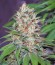 Сорт конопли Jorge’s Diamonds #1