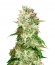 Auto Cheese fem (Bulk Seed Bank) семена конопли