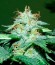 Auto Bubble fem (Female Seeds) семена конопли