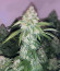 Bruce Banner #3 Fast fem (Original Sensible Seeds) семена конопли