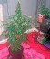 Bubba Kush fem (Humboldt Seeds) семена конопли