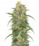 Green Crack fem (Humboldt Seed Organization) семена конопли