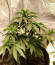Zkittzy Gorilla fem (Original Sensible Seeds) семена конопли