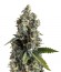 Ak 74 fem (Trikoma Seeds) семена конопли