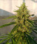 Auto Lennon fem (Pyramid Seeds) семена конопли