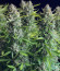 Auto Orange Bud fem (Dutch Passion) семена конопли