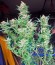 Critical Jack fem (Dinafem Seeds) семена конопли