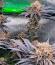 Nuggz R1 fem (Ethos Genetics) семена конопли